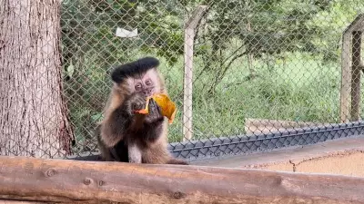 Macaca Chica, diagnosticada com diabetes, encontra novo lar após tratamento especializado