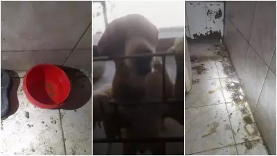 Mãe e filha são presas por maus-tratos a animais em Cascavel, Ceará