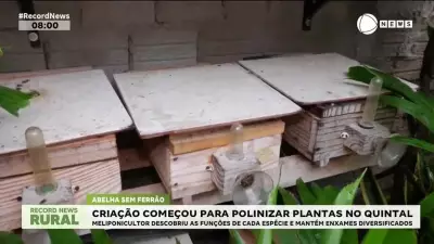 Meliponicultor diversifica enxames de abelhas para polinização eficiente em horta doméstica