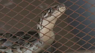 Molécula de píton pode revolucionar tratamento da obesidade sem efeitos colaterais