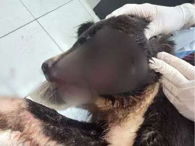 MP-AC investiga maus-tratos a cachorro em canil municipal de Tarauacá