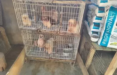 Mulher é presa por maus-tratos a mais de 60 cães de raça em Minas Gerais