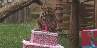 Onça-pintada Atenas completa um ano com festa no Parque Ecológico de São Carlos