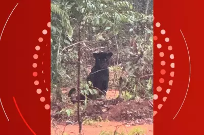 Onça-pintada preta é flagrada atravessando estrada e observando carro em Mato Grosso
