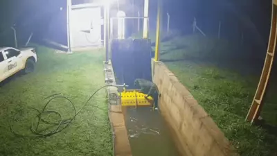 Onça-pintada é resgatada de canal em usina elétrica de Juscimeira, em Mato Grosso