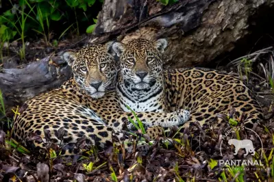 Onças-pintadas Pakoba e Pari são flagradas juntas no Pantanal de Mato Grosso