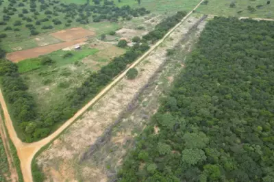 Operação Caatinga Resiste aplica R$ 20 milhões em multas por desmatamento ilegal no Norte de Minas