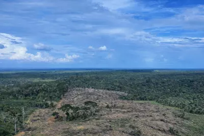 Operação no Amazonas embarga área equivalente a 49 campos de futebol por desmatamento ilegal