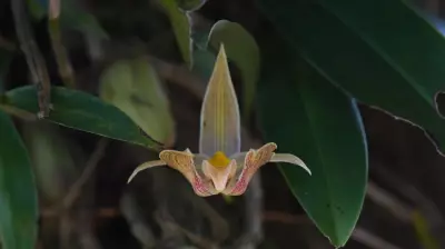 Orquídeas brasileiras usam perfumes e armadilhas sofisticadas para garantir reprodução