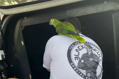 Papagaio acompanha tutor suspeito de tráfico até viatura policial em operação interestadual