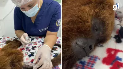 Pele de tilápia acelera recuperação de bugios feridos no Rio Grande do Sul