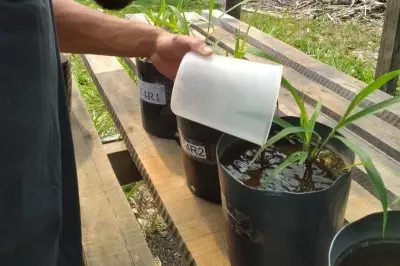 Pesquisadores da Unir testam pó de rocha como fertilizante sustentável para pastagens