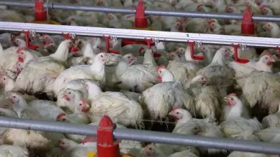 Poder de compra do avicultor cai com queda persistente no preço do frango