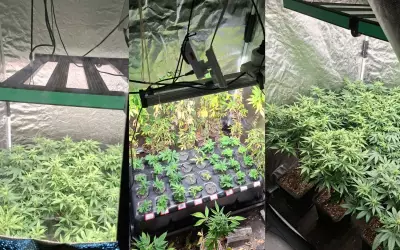 Polícia encontra três estufas com 40 pés de maconha em apartamento de Salvador