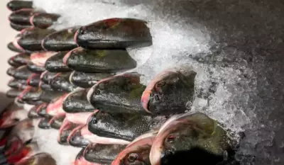 Prefeitura de Manaus inicia distribuição de 100 toneladas de peixe gratuito para famílias vulneráveis