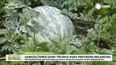 Produtores gaúchos aplicam protetor solar em melancias para evitar danos do sol