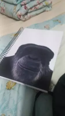 Professor demitido após associar imagem de chimpanzé a aluno negro em Maceió