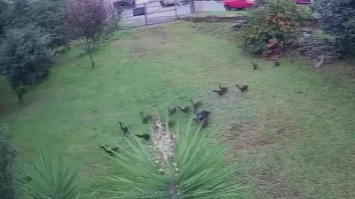 Quatis invadem batalhão ambiental em Passo Fundo em busca de pêssegos