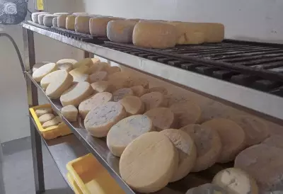 Região Serrana do Rio lança Rota Queijeira para valorizar queijos artesanais