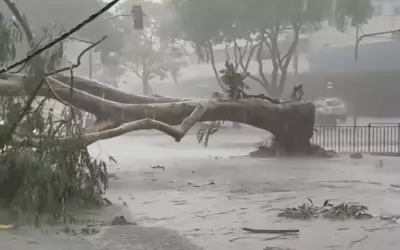 Árvore invasora causa destruição em revenda de carros durante temporal em Ribeirão Preto