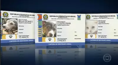 SinPatinhas: mais de 1 milhão de pets registrados auxiliam políticas públicas e buscas