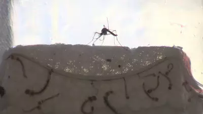 São José dos Campos registra primeira morte por dengue em 2026, com 371 casos confirmados