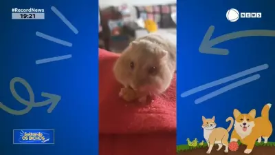 Soltando os Bichos diverte com cenas hilárias de pets preguiçosos e famintos