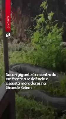 Sucuri gigante assusta moradores ao ser encontrada em calçada de Barcarena, na Grande Belém