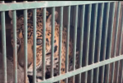 Transfusão de sangue inédita salva onça-pintada no Brasil, marcando avanço na veterinária