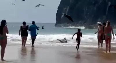 Tubarão-limão encalha em praia de Fernando de Noronha após ataque a cardume