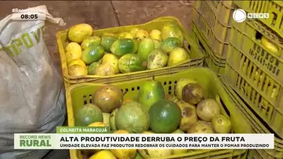 Umidade Elevada Exige Cuidados Extras dos Produtores de Maracujá no Brasil