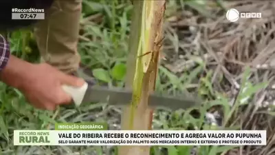 Vale do Ribeira conquista selo de indicação geográfica para palmito pupunha