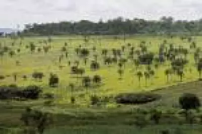 Veredas do Cerrado armazenam seis vezes mais carbono que a Amazônia, revela estudo