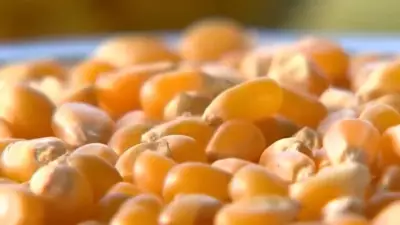 VPA do milho cresce 26,24% em São Paulo em 2025, atingindo mais de R$ 4 bilhões