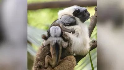 Zoológico de São Paulo comemora nascimento de filhotes de sauim-de-coleira, espécie ameaçada