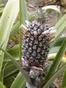 Abacaxi: a fruta brasileira formada por até 200 frutas fundidas