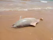 Animal semelhante a golfinho é encontrado morto na Praia da Ponta Verde, no Maranhão
