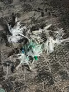 Ação policial em Barra Mansa prende casal com drogas embaladas para venda