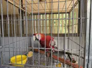 Arara-canindé é resgatada com fratura na asa às margens da BR-364 em Rondônia