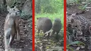 Armadilhas fotográficas capturam onças e animais silvestres no Parque Nacional da Chapada dos Guimarães