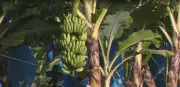 Banana 'Clarinha': variedade que surgiu por acaso em SC é registrada e promete revolucionar mercado