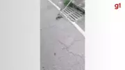Bombeiros capturam cascavel em área urbana de Timóteo após alerta de moradores