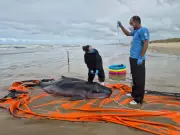 Cachalote-anão raro encalha vivo em praia de Passo de Torres, Santa Catarina