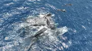 Cachalotes revelam cooperação impressionante durante parto no Caribe, diz estudo
