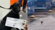 Cachorra foge de caixa e paralisa Congonhas: operações suspensas por nove minutos