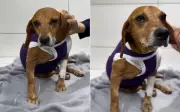 Cachorro comunitário atacado com líquido quente em Goiânia luta contra infecção generalizada