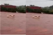 Cachorro enfrenta alagamento e luta contra correnteza em Maracaju durante temporal