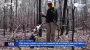 Cachorro símbolo da luta por animais silvestres se aposenta após resgatar coalas na Austrália