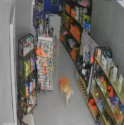 Cadela 'Caramela' é flagrada furtando saco de ração em loja de Barra Mansa