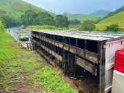 Caminhão com 28 cabeças de gado tomba na BR-116 em Muriaé; motorista fica ferido